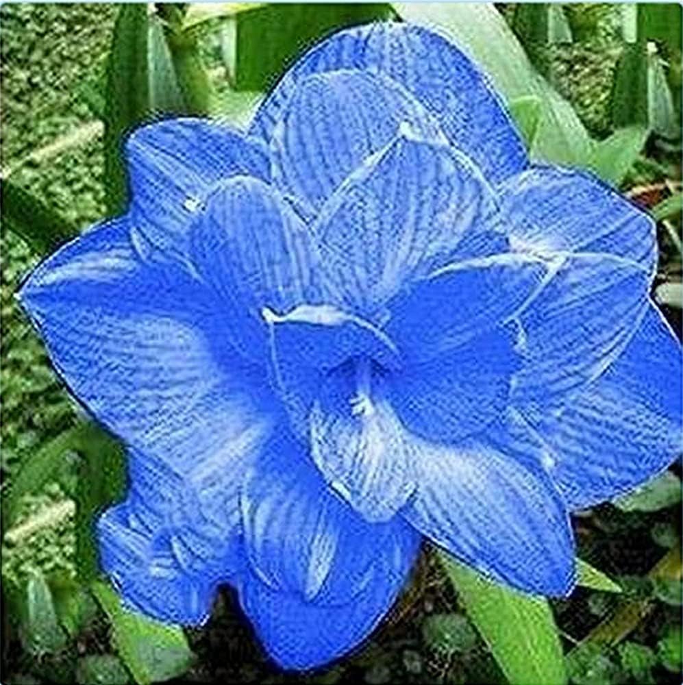 Blue Amaryllis Flower Seeds For Planting