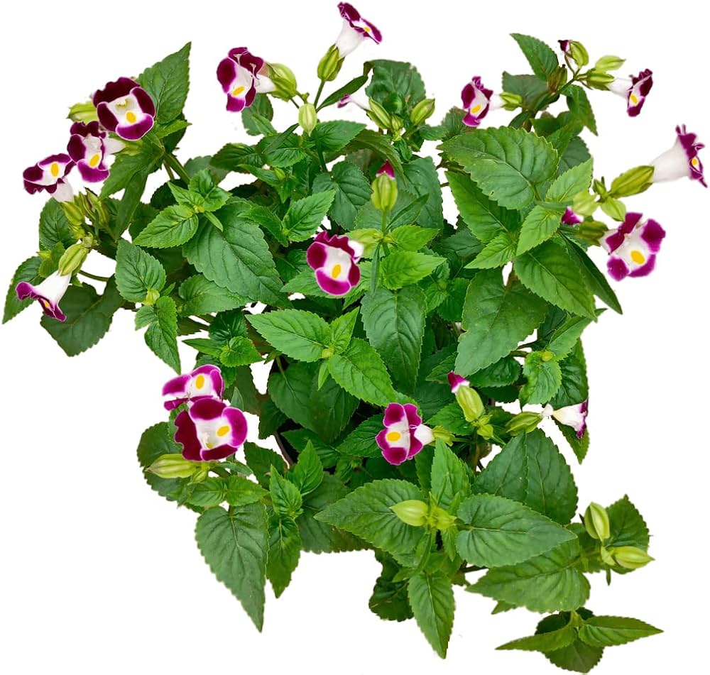 Wishbone Mixed Flower Seeds for planting in flower bed