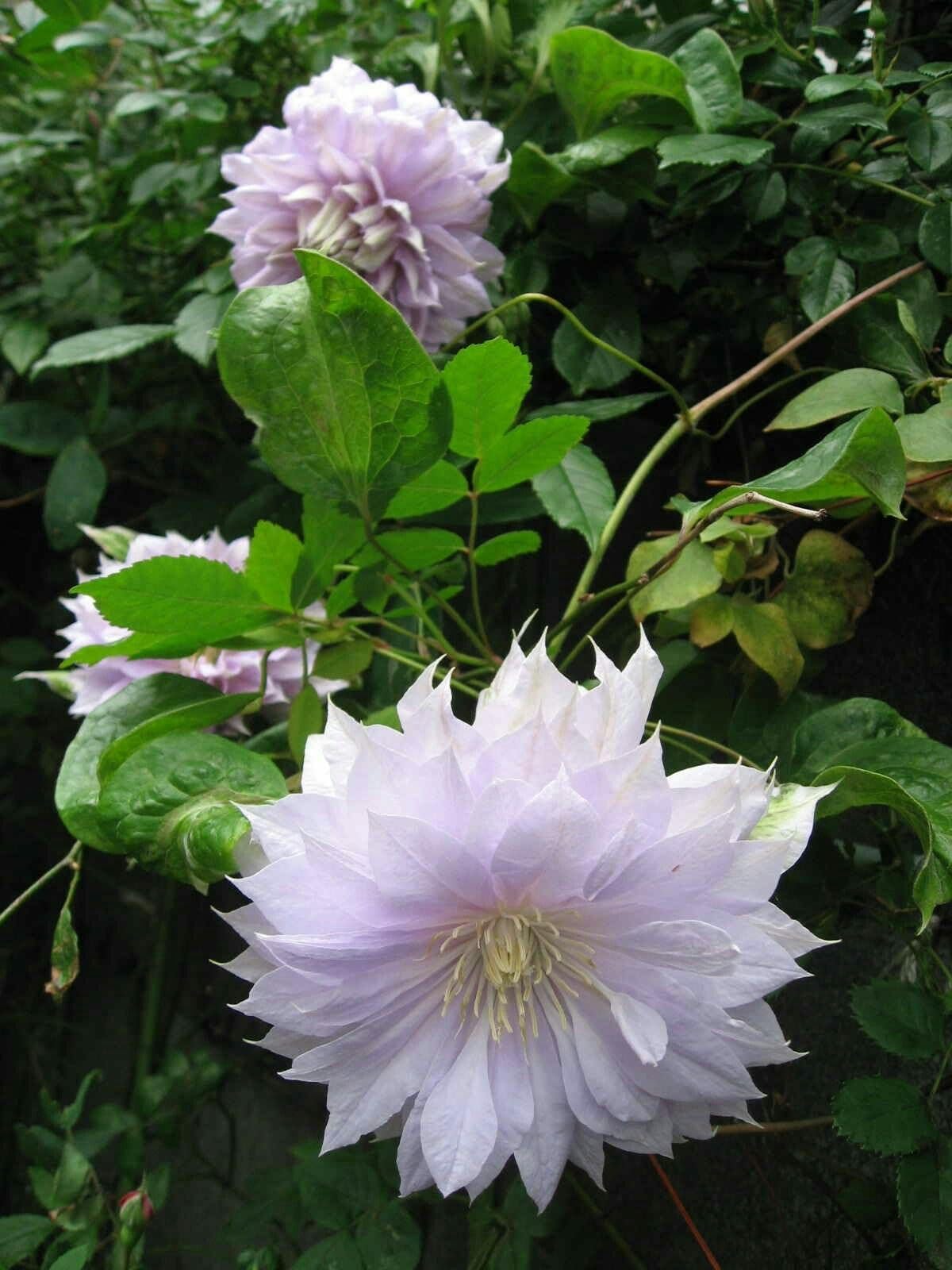 Hardy Clematis Floral Columbine Clematis spp. for planting in garden