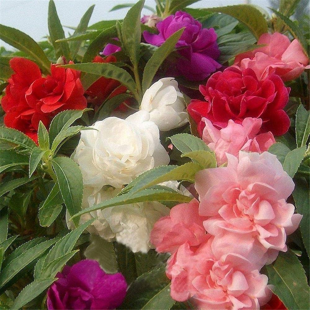 Balsam Camellia Seeds For Charming Planting Flower