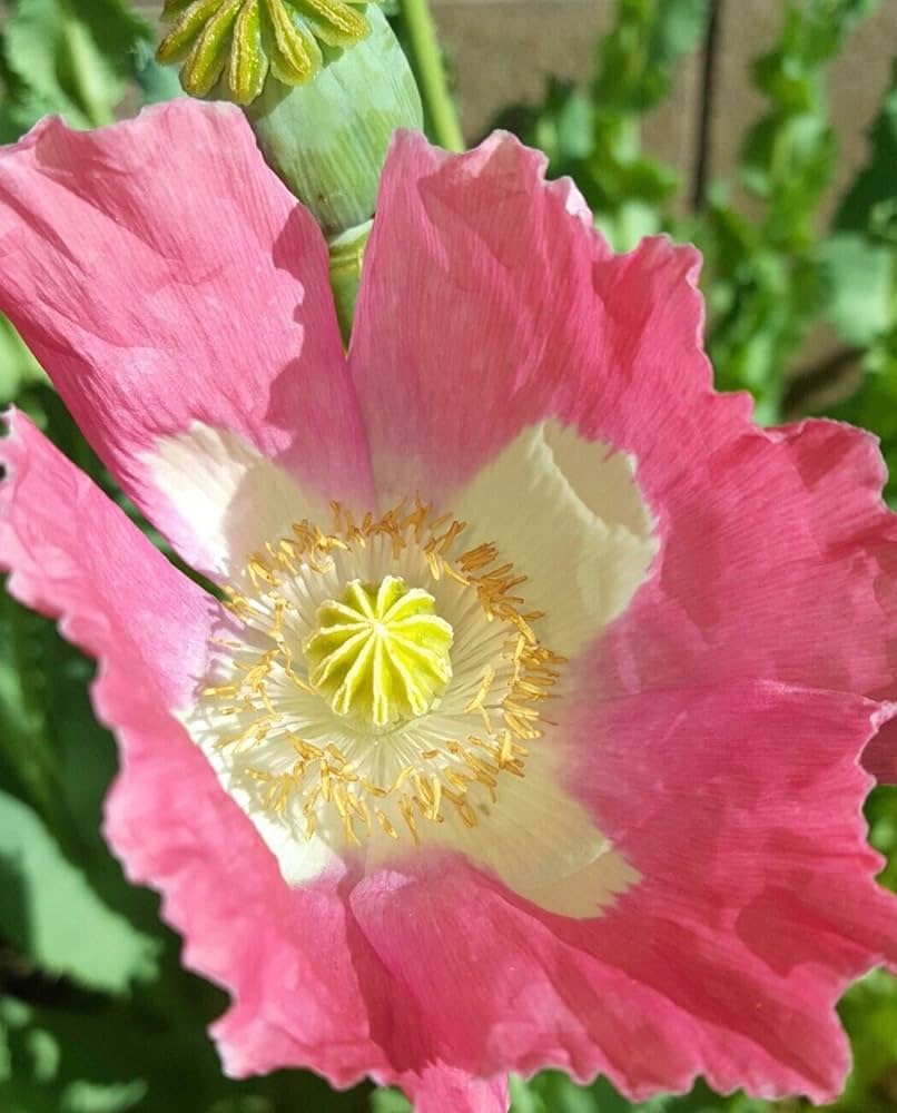Afghan Special Poppy Seeds Papaver somniferum for planting in flower bed