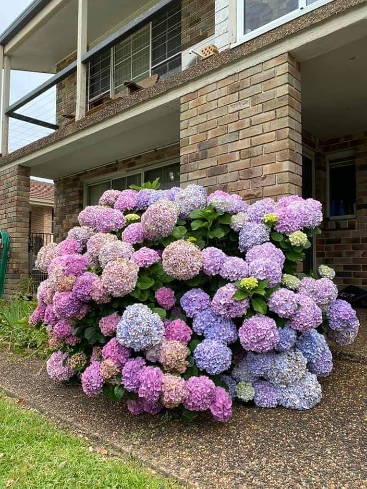 Hydrangea flower seeds for multicolor DIY balcony gardening