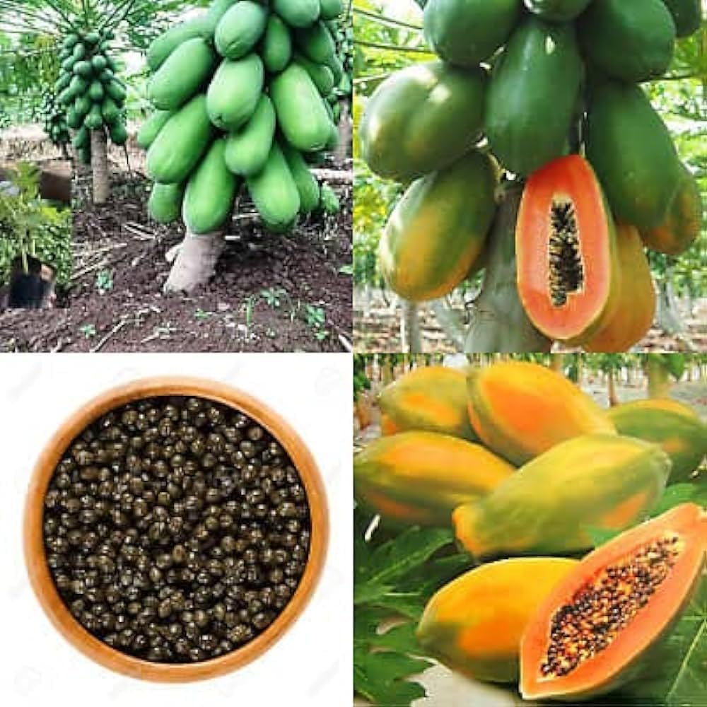 Papaya Carica papaya for planting in tropical garden