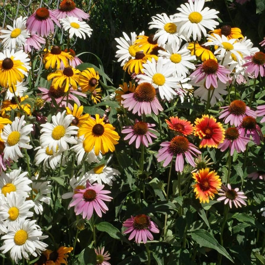 Schmetterlings-Unkraut Wildflower Seeds for planting in garden