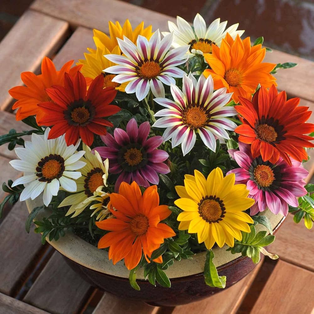 Gazania Mini Star Mix for planting in flower bed