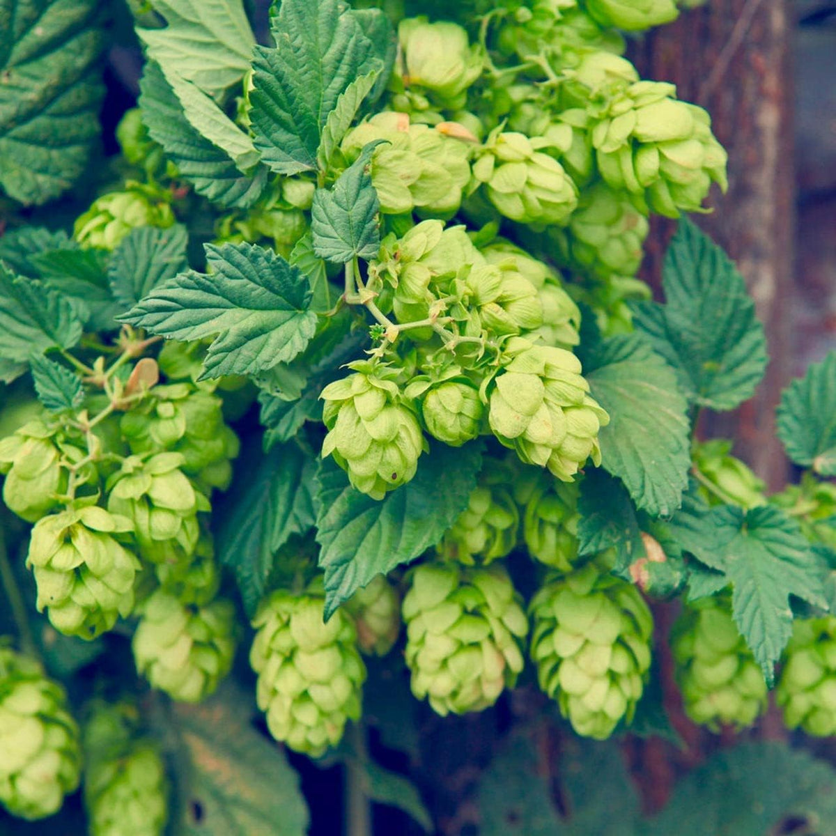 Dark Green Humulus Lupulus Flower seeds for Planting - Wildflower Mix, Heirloom & GMO Free Seeds for Home Garden
 
 Sale for planting in home garden.