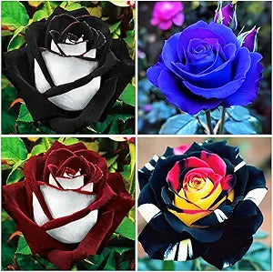 Rainbow Rose Rosa spp for planting in flower bed