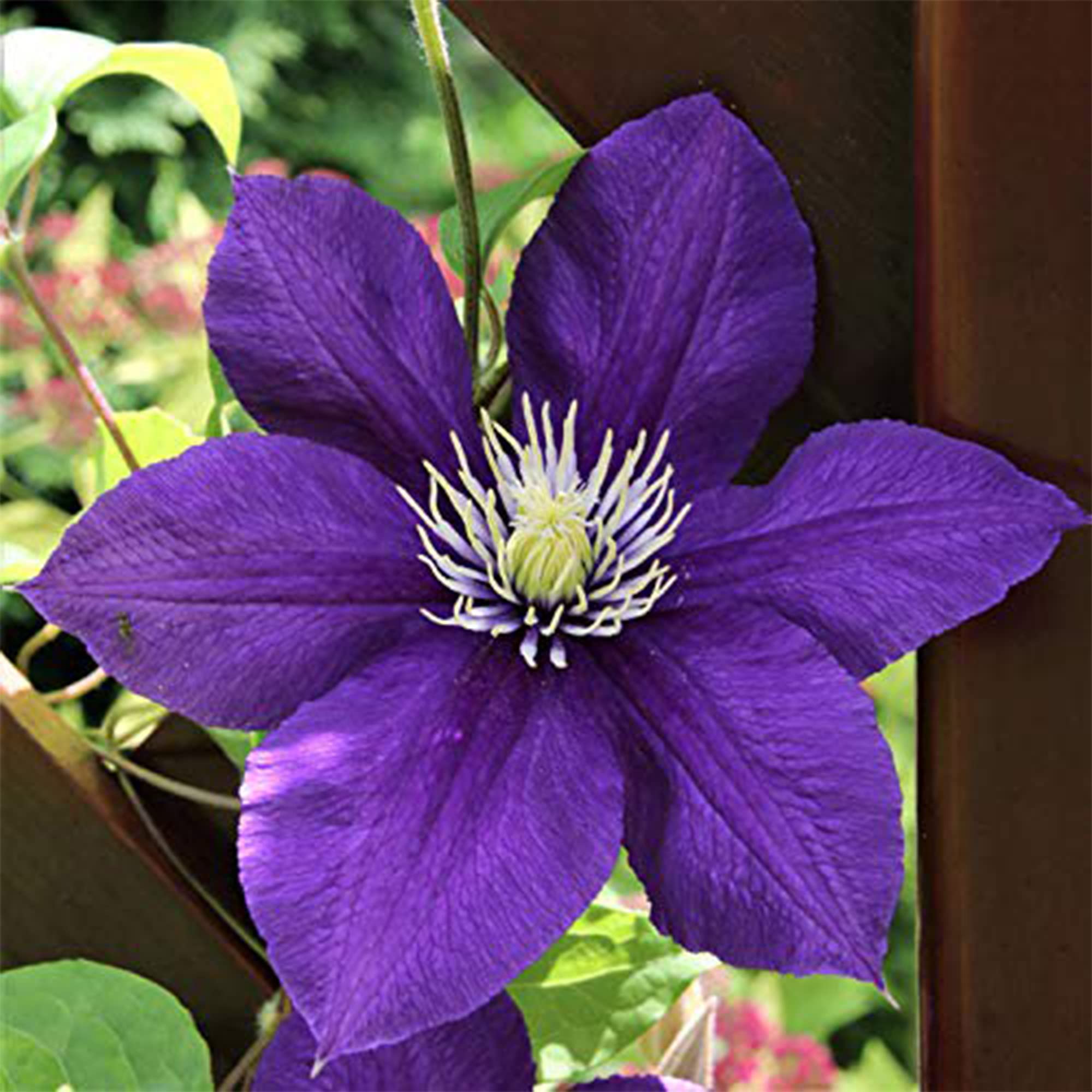 Elegant Clematis Flower Seeds For Planting Beautiful Vines