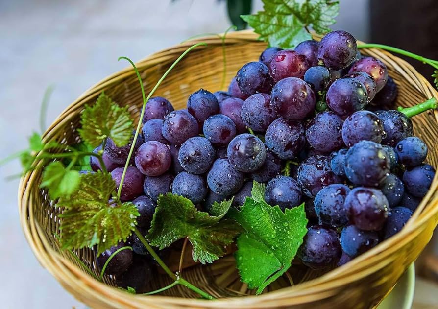 Kyoho Grape Vitis vinifera for planting in garden