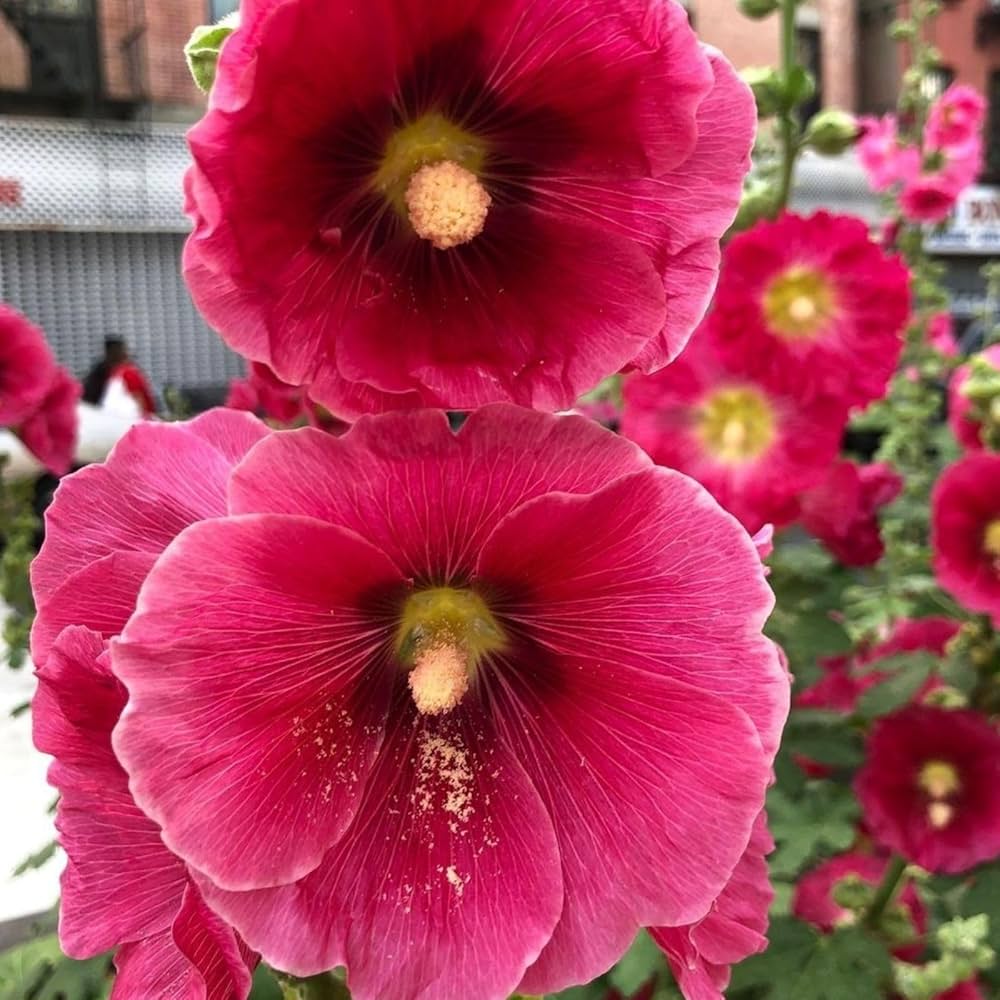 Hollyhock Alcea Rosea Seeds for planting in cottage garden