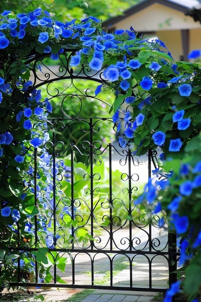 Flowerssamen der schwarzen Morgenröte black morning glory seeds