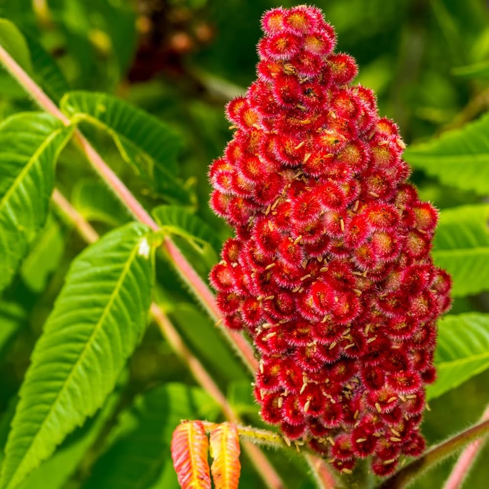 Sumac Rhus trilobata for planting in landscape