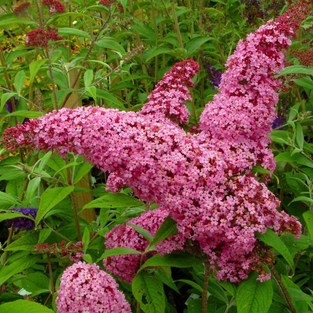 Pink Buddleia Butterfly Bush Flower seeds for Planting - Cottage Garden Essential, Heirloom & GMO Free Seeds for Home Garden
 
 Sale seeds for planting in home garden