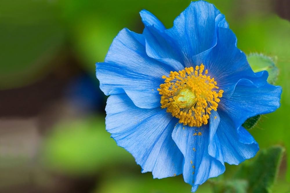 Blue Himalayan Poppy Meconopsis betonicifolia for planting in flower bed