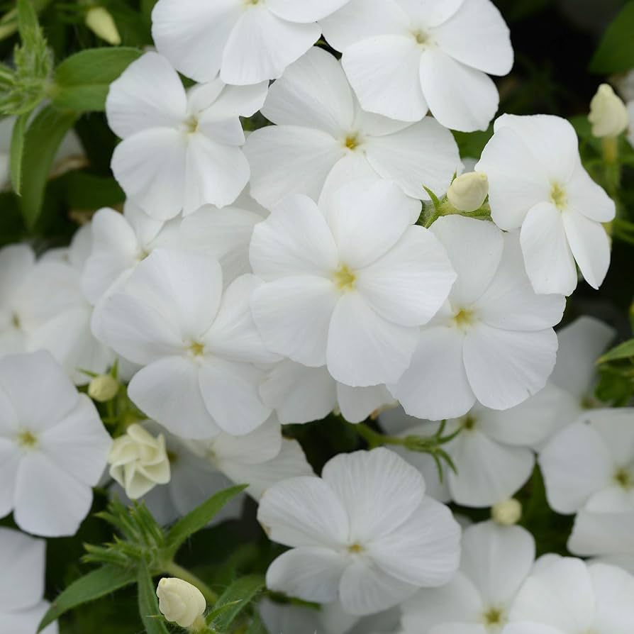 Bright White Phlox Phlox paniculata seeds for planting in home garden