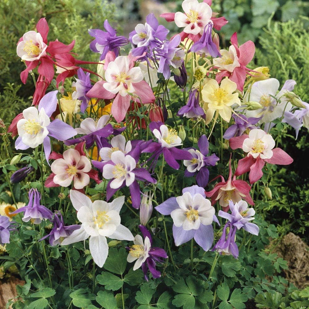 Columbine Flower Seeds For Easy Planting In Woodland Gardens