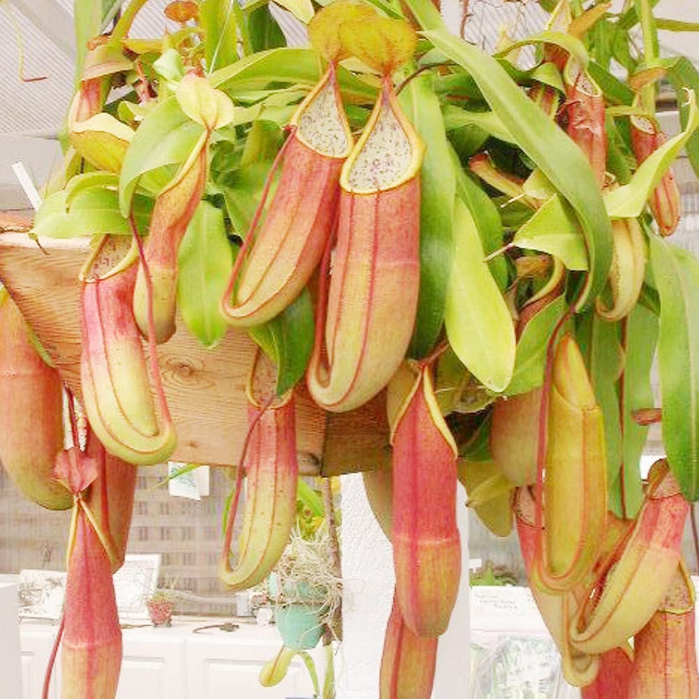 Nepenthes Nepenthes spp. for planting in terrarium