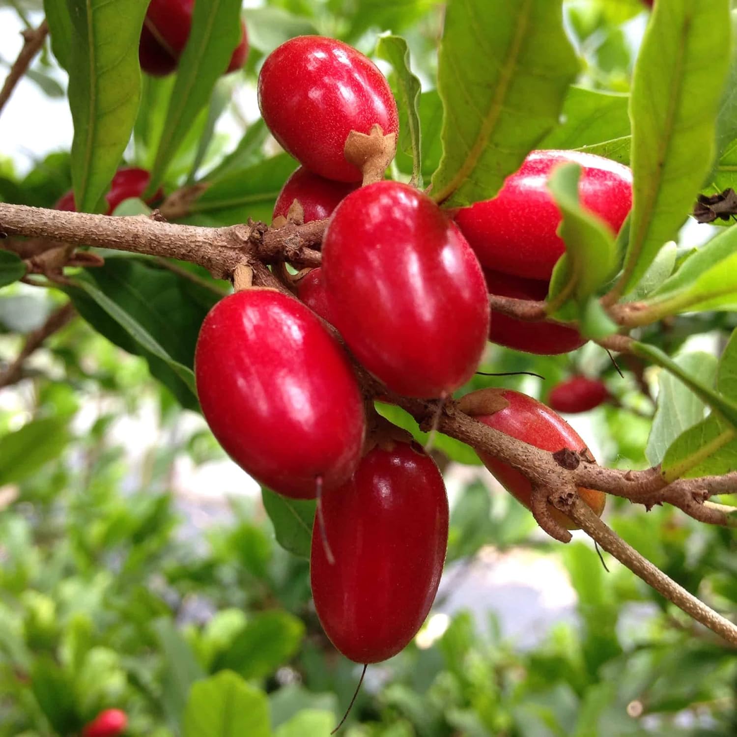 Synsepalum Dulcificum Seeds Miracle Berry Fruit Red Berries Outdoor Best Selling