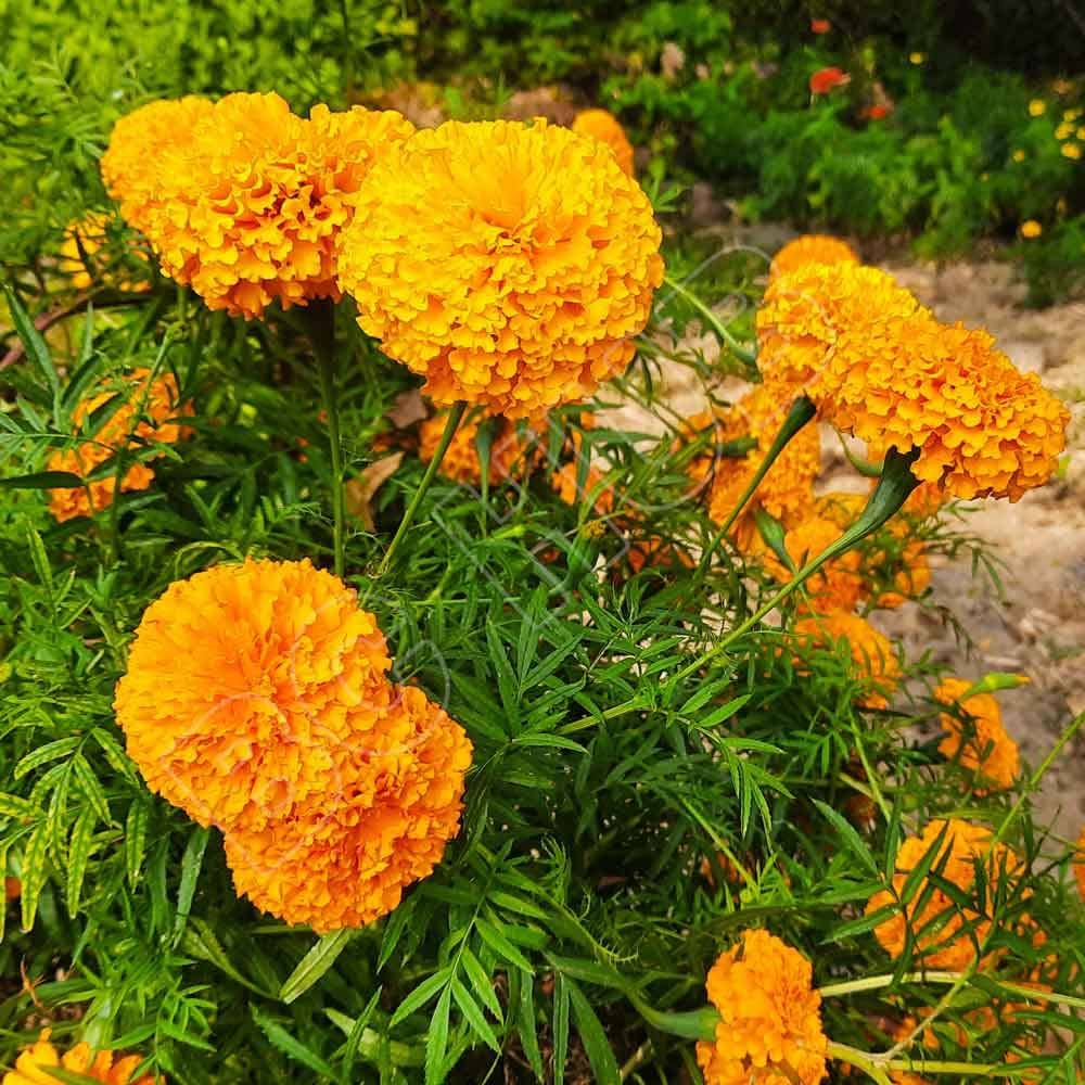 African marigold Tagetes flower seeds for garden planting