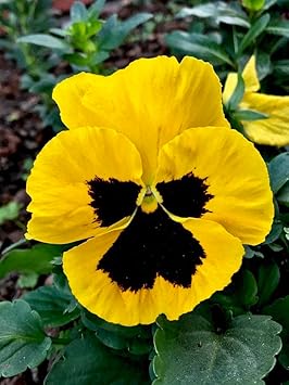 Yellow Pansy Flower seeds for Planting - Perfect for Borders, Heirloom & GMO Free Seeds for Home Garden
 
 Sale seeds for home garden