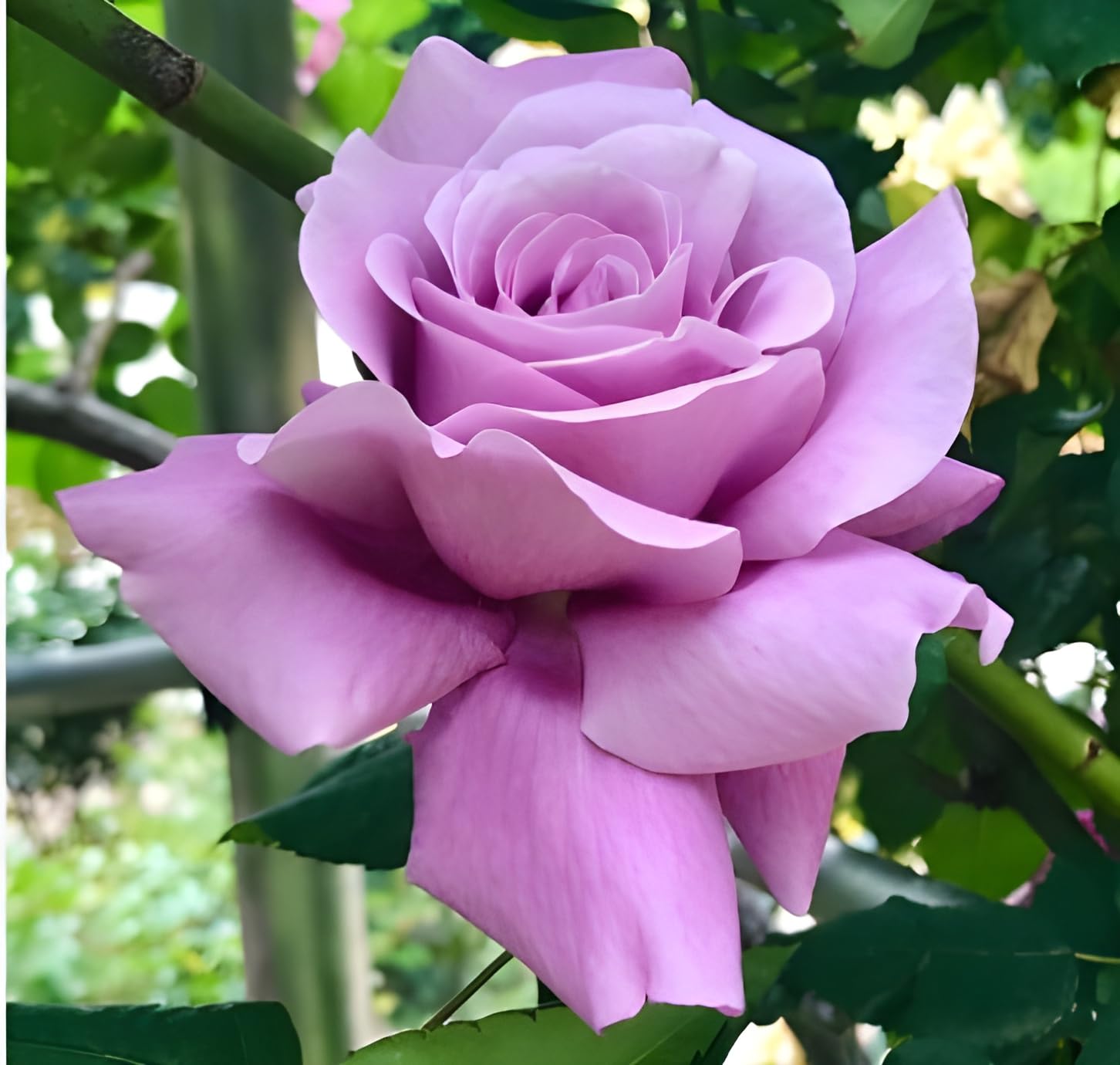 Lavender Rose Rosa spp. for planting in fragrant garden