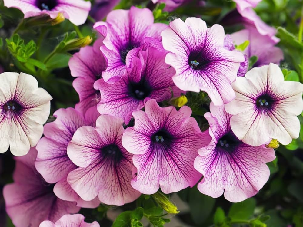 Tritunia Violet Petunia flower seeds for purple garden blooms