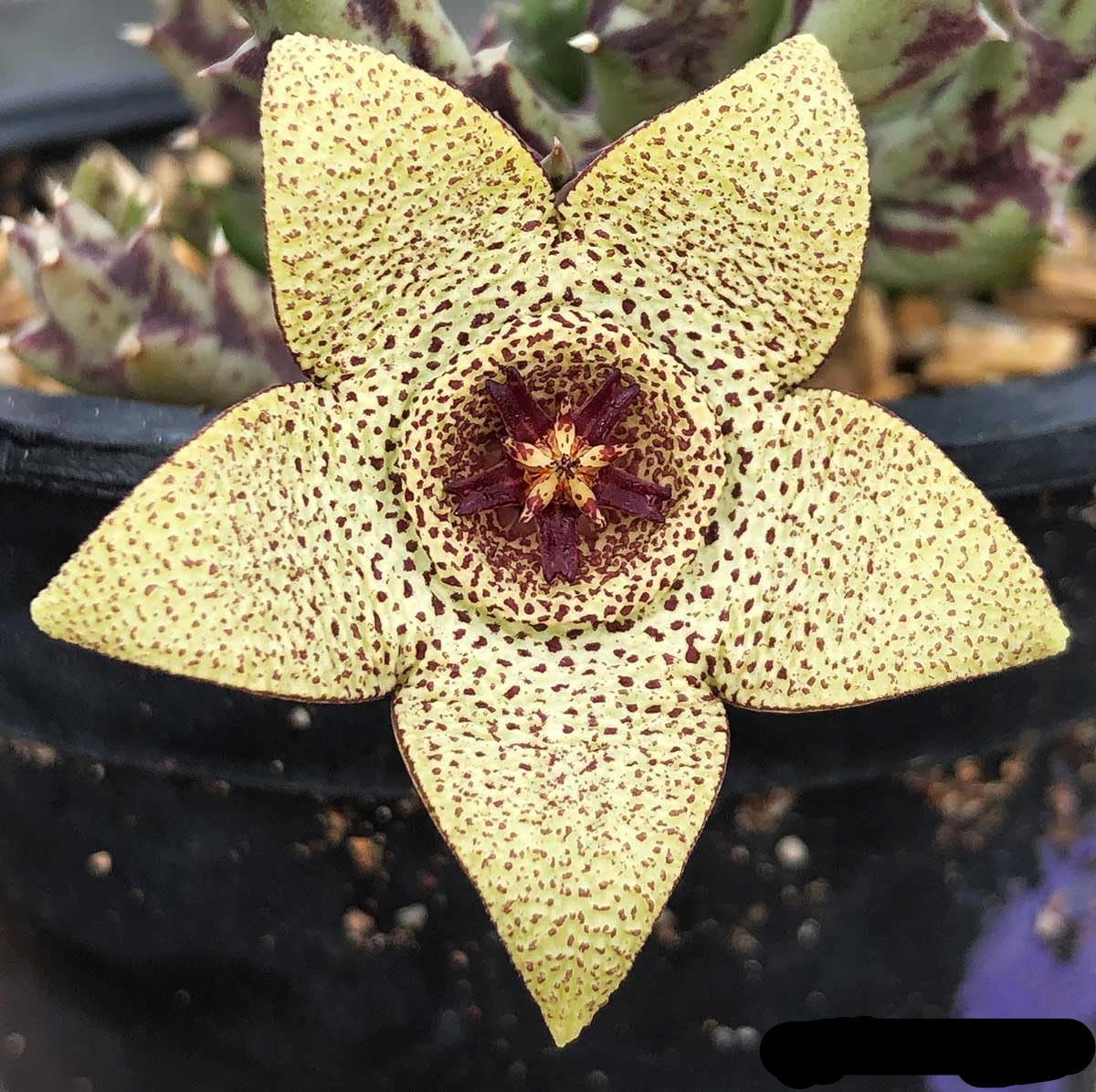 Yellow (Yellow Stapelia) seeds for planting in home garden