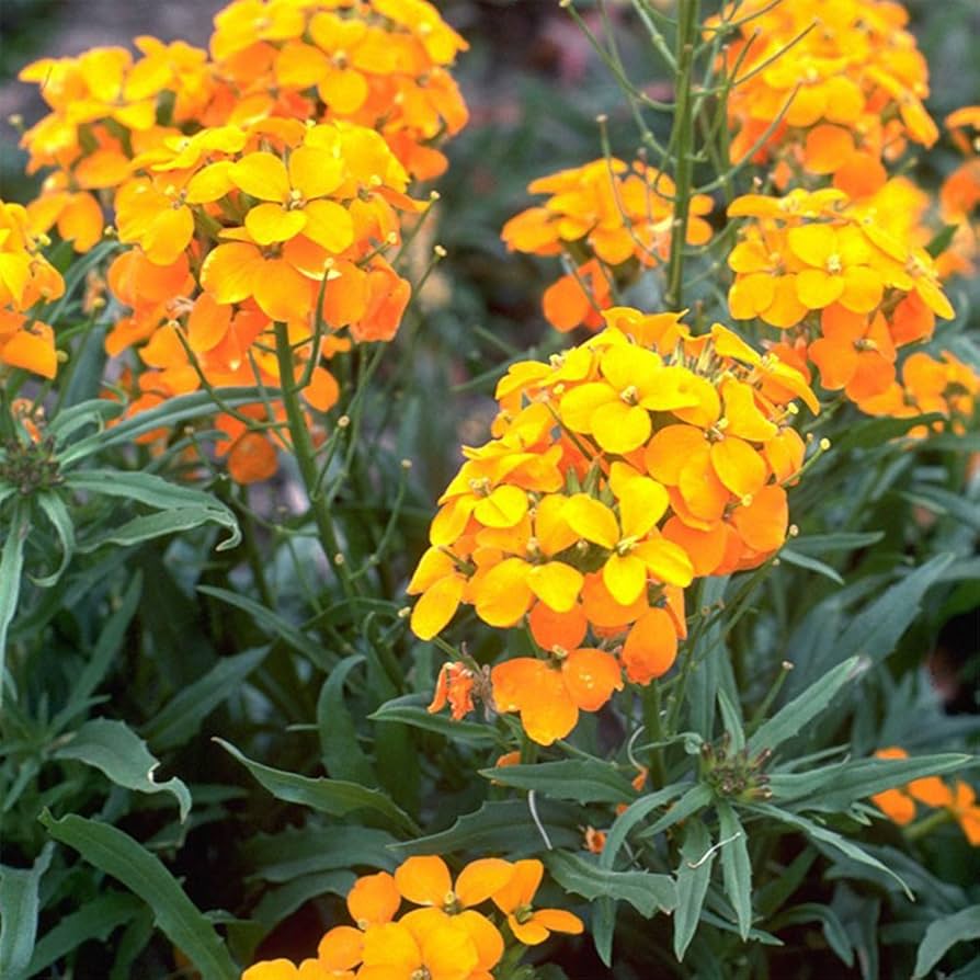 Siberian Wallflower Seeds for colorful garden blooms