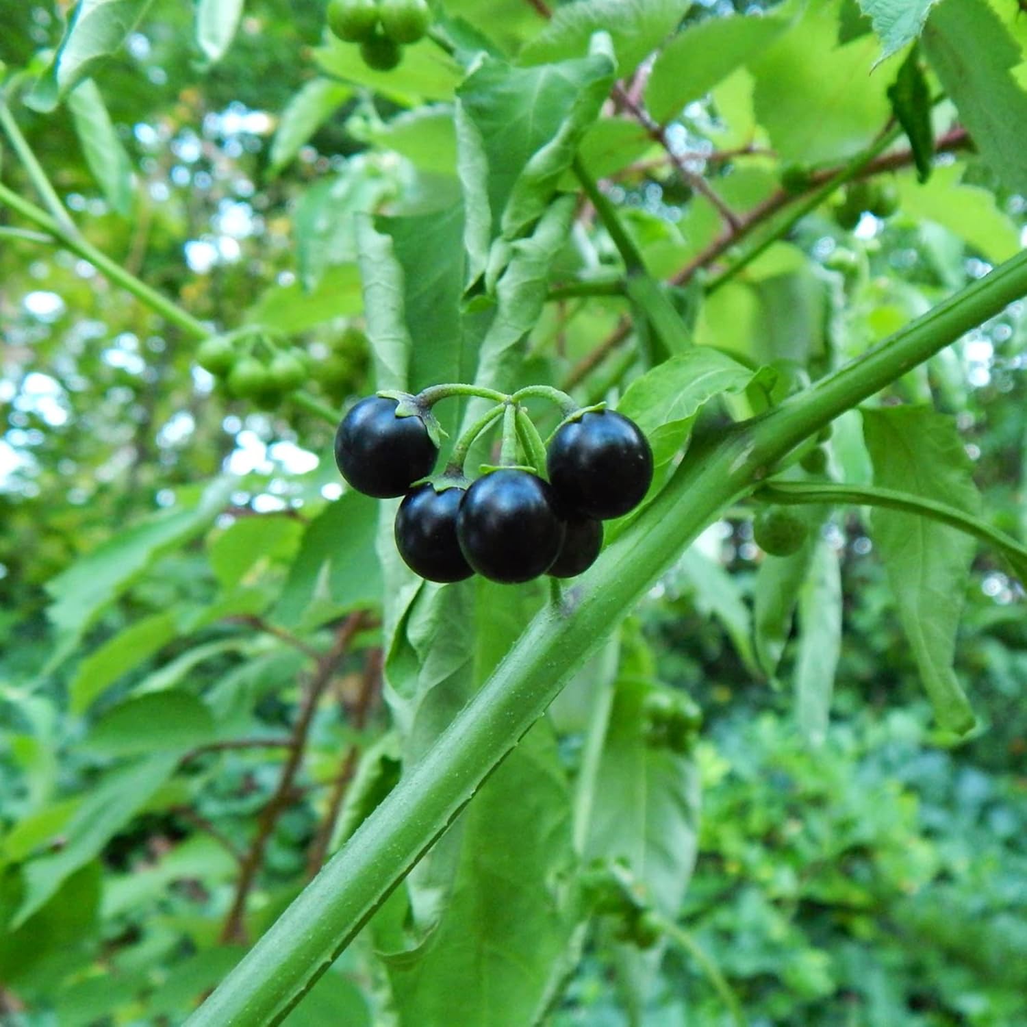 Black Nightshade Seeds Solanum Nigrum Annual Perennial Edible Low Maintenance Patio Garden Bed