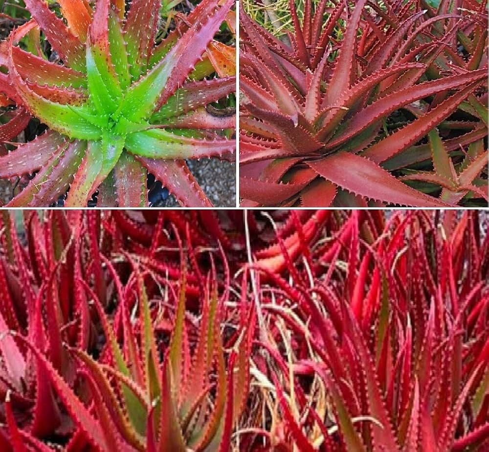 Aloe Cameron Seeds For Planting Mixed - Unique & Diverse Plants