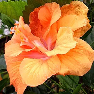 Orange Hibiscus Hibiscus rosa-sinensis for planting in flower bed