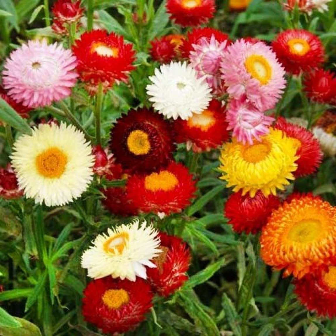 Mix Helianthemum Flower seeds for Planting - Cut Flower Favorite, Heirloom & GMO Free Seeds for Home Garden
 
 Sale seeds for planting in home garden