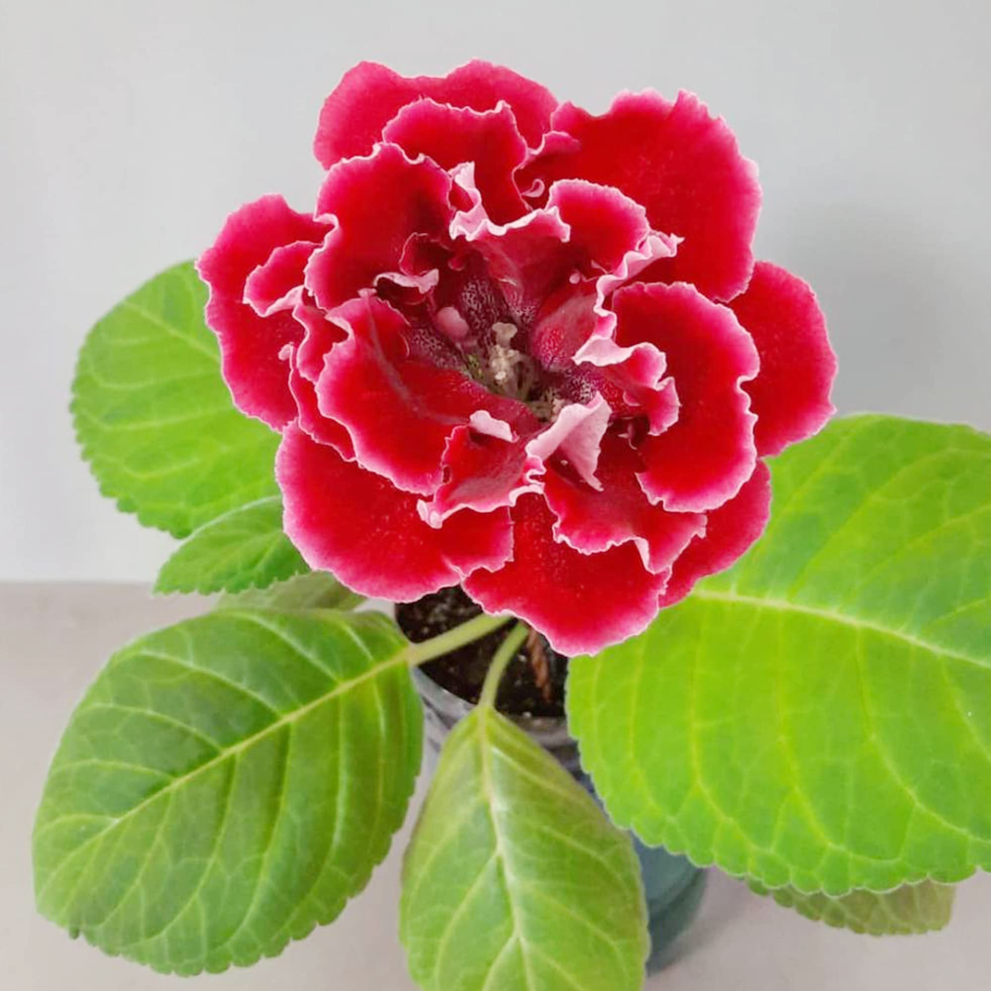 Gloxinia Sinningia speciosa Seeds for planting in flower bed