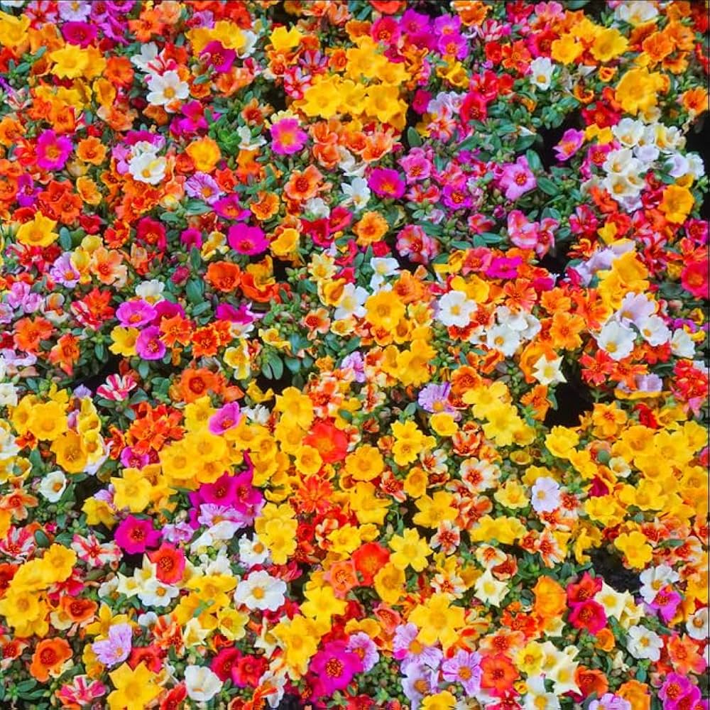 Blooming Wildflowers Various species for planting in sunny backyard