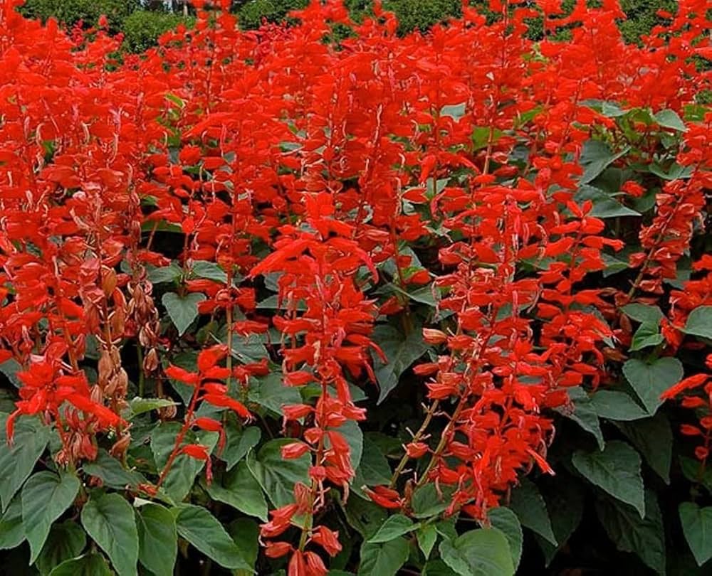 Red Salvia Splendens Sizzler for planting in home garden