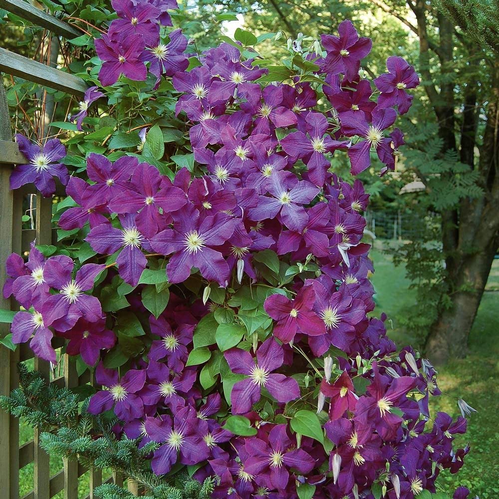 Clematis Climbing Clematis spp. for planting in vertical garden