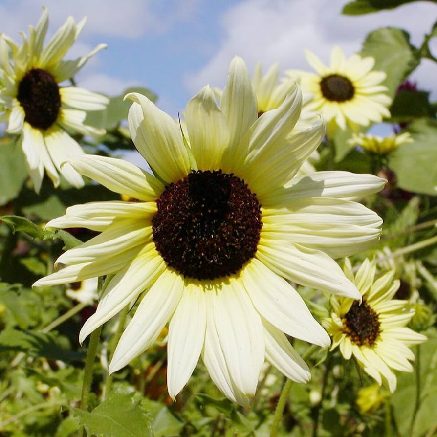 Vanilla Ice Sunflower Long-Lasting Annual Flower Seeds for beautiful yellow blooms