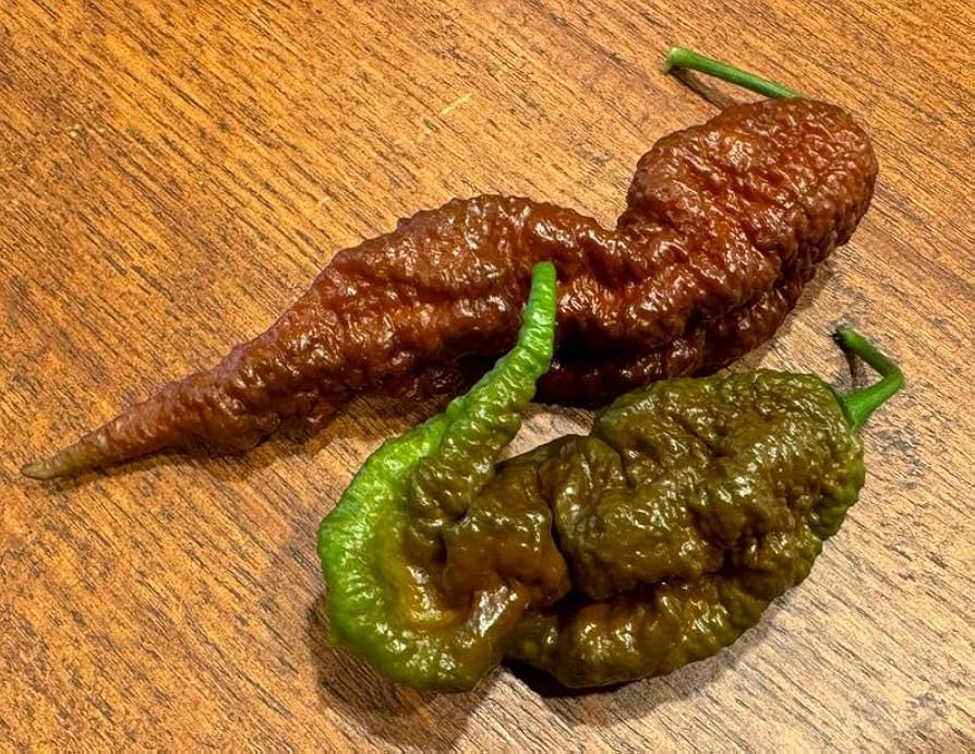 Fatalii Chocolate Chili Capsicum chinense for planting in vegetable patch