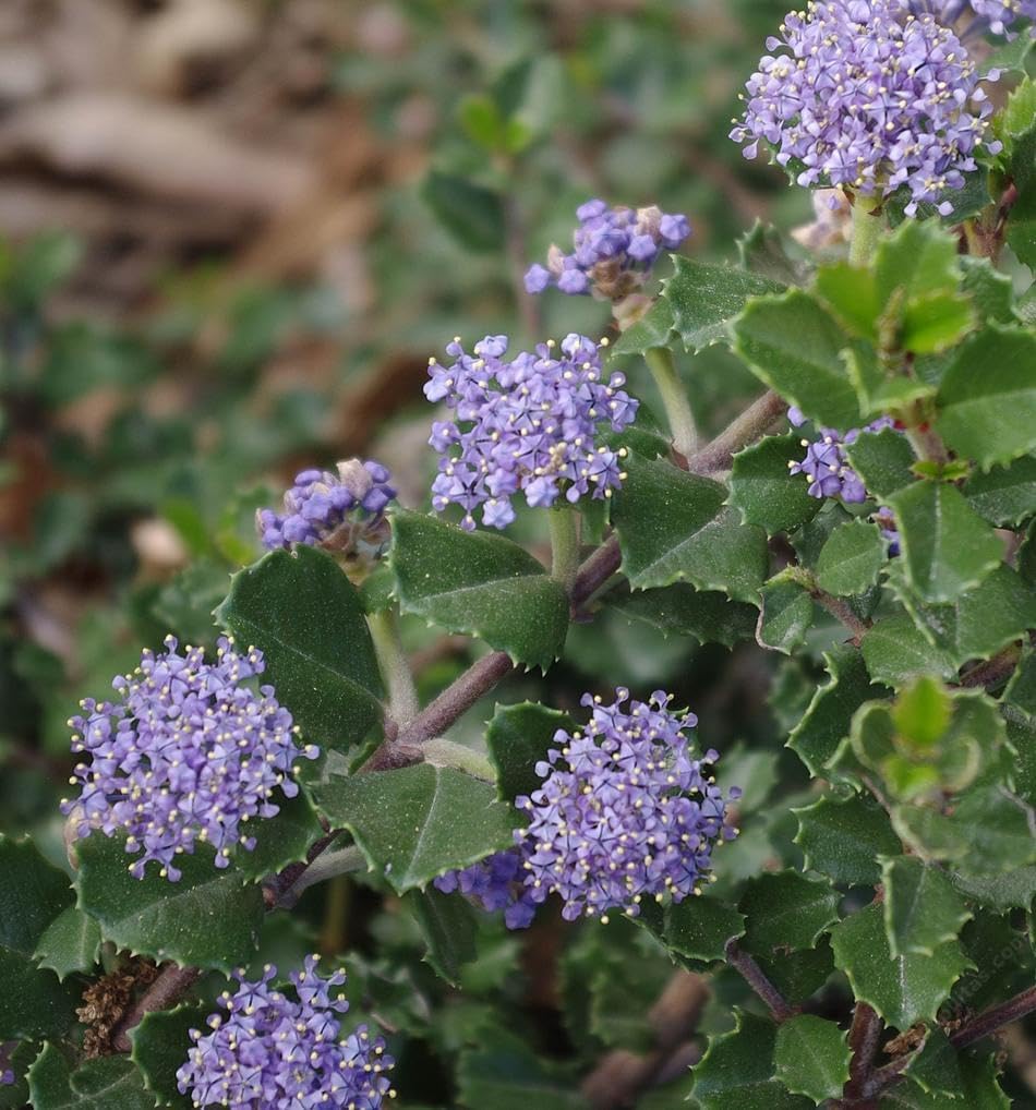 Ceanothus Prostratus Seeds For Easy Planting