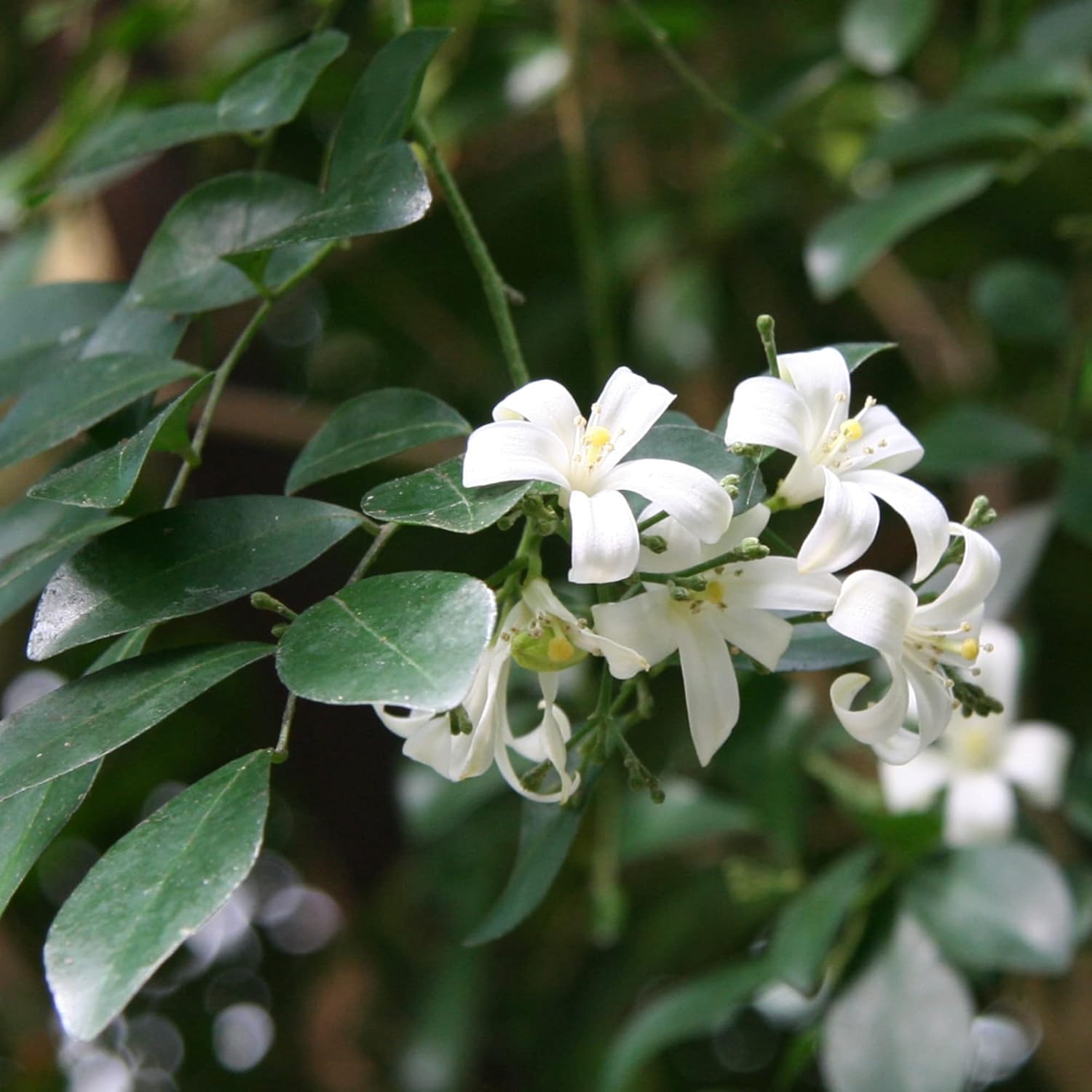 Murraya Paniculata Seeds Orange Jessamine Broadleaf Evergreen Tree Or Shrub Fragrant Ornamental