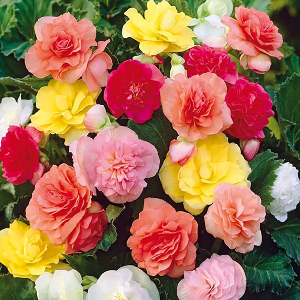 Begonia Begonia spp. Seeds for planting in flower bed