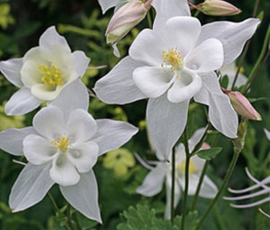Aquilegia Columbine for planting in flower bed