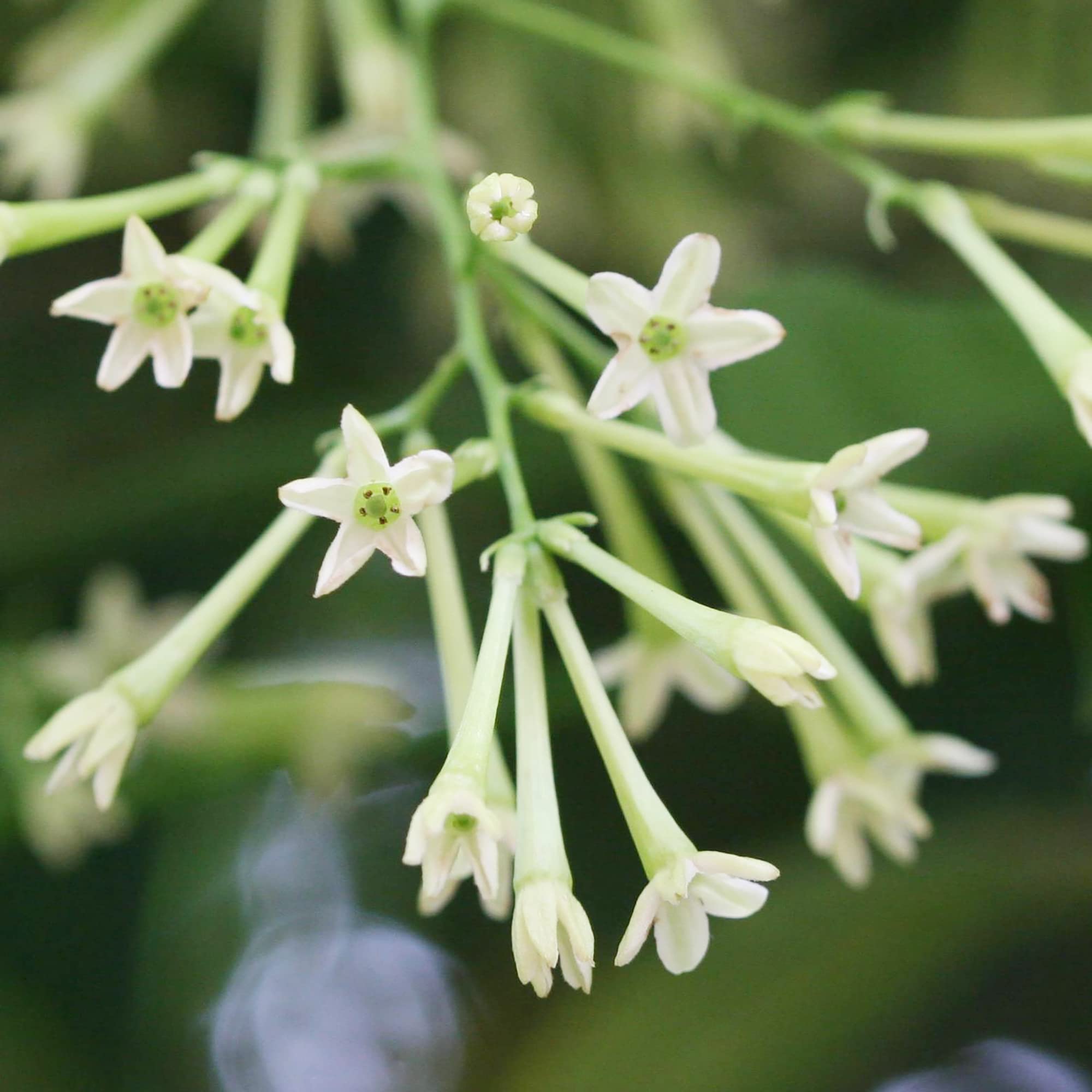 Night Blooming Jasmine Cestrum nocturnum for planting in night garden