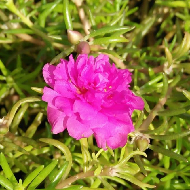 Pink Portulaca Flower seeds for Planting - Cut Flower Favorite, Heirloom & GMO Free Seeds for Home Garden
 
 Sale for planting in home garden
