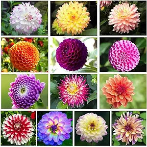 Mixed Dahlia Dahlia spp for planting in flower bed