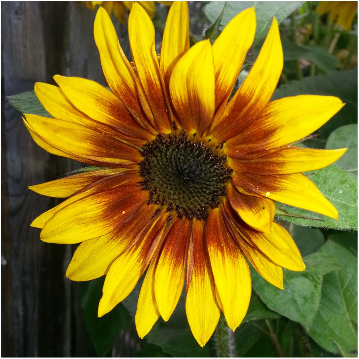 Firecracker Sunflower Helianthus annuus for planting in pollinator garden