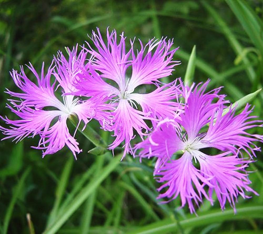 Superb Pink Dianthus spp. Seeds for planting in flower bed