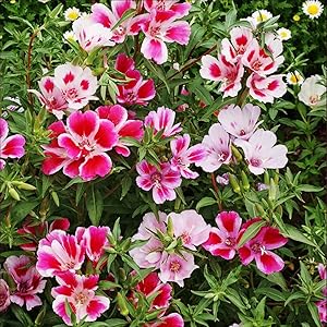 Farewell to Spring seeds for spring flowers