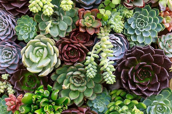 Succulent Planting Seeds - Easy To Grow Flowers Flower