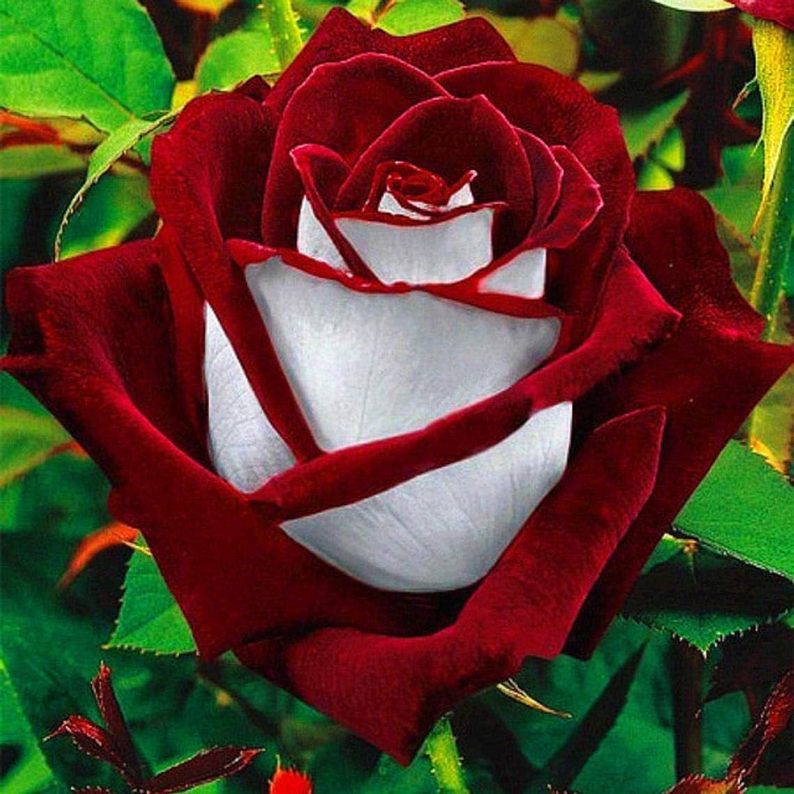 Love In Rose Bush Seeds - Rare Red White Best Selling